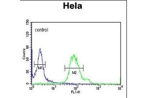 GABARL1 Antibody 9133a flow cytometric analysis of Hela cells (right histogram) compared to a negative control cell (left histogram). (GABARAPL1 anticorps)
