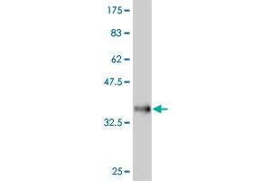 Western Blot detection against Immunogen (35.