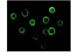 Immunofluorescence analysis of Jurkat cells using BTK mouse mAb. (BTK anticorps)