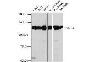 Western blot analysis of extracts of various cell lines, using USP11 Rabbit mAb (ABIN7271139) at 1:1000 dilution. (USP11 anticorps)
