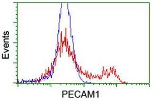 Image no. 4 for anti-Platelet/endothelial Cell Adhesion Molecule (PECAM1) antibody (ABIN1497243) (CD31 anticorps)