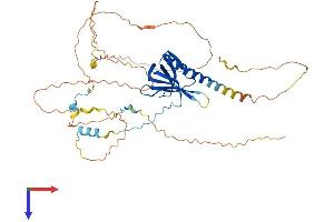 AlphaFold protein structure predicition of Human Recombinant RANBP3L Protein, UniprotID Q86VV4