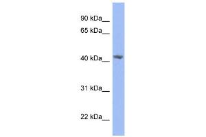 WB Suggested Anti-PRPSAP2 Antibody Titration: 0. (PRPSAP2 anticorps  (N-Term))