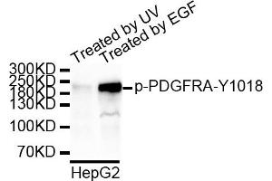 Western blot analysis of extracts of HepG2 cell line, using Phospho-PDGFRA-Y1018 antibody. (PDGFRA anticorps  (pTyr1018))