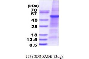 SDS-PAGE (SDS) image for Phospholipase A1 Member A (PLA1A) (AA 26-456) protein (His tag) (ABIN5853679)