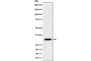 Western blot analysis of BCL2L12 expression in MCF7 cell lysate. (Recombinant BCL2L12 anticorps)