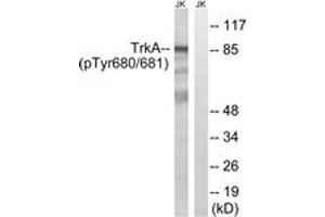 Western blot analysis of extracts from Jurkat cells treated with starved 24h, using Trk A (Phospho-Tyr680+Tyr681) Antibody. (TRKA anticorps  (pTyr680))