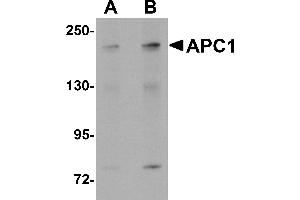 Western Blotting (WB) image for anti-Anaphase Promoting Complex Subunit 1 (ANAPC1) (C-Term) antibody (ABIN1030243) (APC1 anticorps  (C-Term))