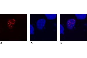 Immunocytochemistry (confocal microscopy) of COS-7 cells transfected with expression constructs encoding fusion nuclear protein with DDDDK epitope. (DDDDK Tag anticorps)