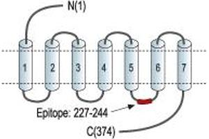 Representative domain view of the target of ABIN7885356.