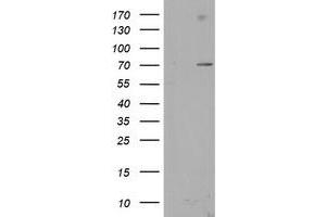 Image no. 3 for anti-SUMO1/sentrin/SMT3 Specific Peptidase 2 (SENP2) (AA 139-523) antibody (ABIN1490931) (SENP2 anticorps  (AA 139-523))