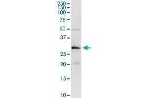 PRSS21 MaxPab rabbit polyclonal antibody.