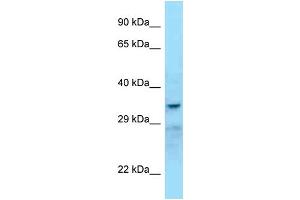 WB Suggested Anti-SHBG Antibody Titration: 1. (SHBG anticorps  (C-Term))