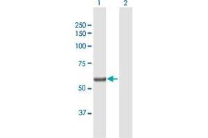 Western Blot analysis of SGPL1 expression in transfected 293T cell line by SGPL1 MaxPab polyclonal antibody. (SGPL1 anticorps  (AA 1-568))