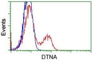 HEK293T cells transfected with either RC223952 overexpress plasmid (Red) or empty vector control plasmid (Blue) were immunostained by anti-DTNA antibody (ABIN2454067), and then analyzed by flow cytometry. (DTNA anticorps)