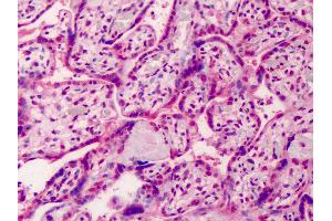 Anti-GDF15 antibody IHC of human placenta. (GDF15 anticorps  (AA 286-299))