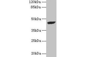 Western blot All lanes: STARD7 antibody at 2 μg/mL + PC-3 whole cell lysate Secondary Goat polyclonal to rabbit IgG at 1/10000 dilution Predicted band size: 44 kDa Observed band size: 44 kDa (STARD7 anticorps  (AA 61-307))
