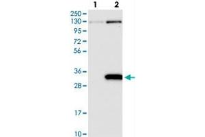 Western blot analysis of Lane 1: Negative control (vector only transfected HEK293T lysate), Lane 2: Over-expression Lysate (Co-expressed with a C-terminal myc-DDK tag (~3. (PRUNE2 anticorps)