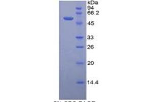 SDS-PAGE of Protein Standard from the Kit  (Highly purified E.