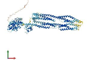 AlphaFold protein structure predicition of Mouse Recombinant Actn2 Protein, UniprotID Q9JI91