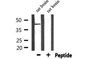 Western blot analysis of extracts from rat brain, using PE2R1 Antibody.