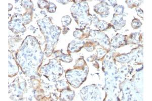 Formalin-fixed, paraffin-embedded human Placenta stained with TIMP2 Mouse Recombinant Monoclonal Antibody (rTIMP2/2335). (Recombinant TIMP2 anticorps  (N-Term))