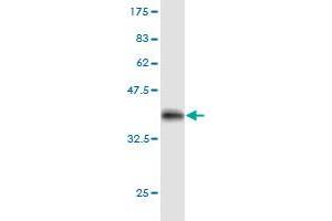 Western Blot detection against Immunogen (36.