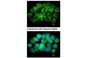 ICC/IF Image Immunofluorescence analysis of methanol-fixed A431, using AdoHcyase, antibody at 1:500 dilution.