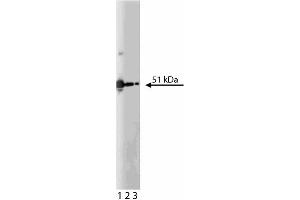 anti-PKA RIIalpha (AA 1-404) antibody