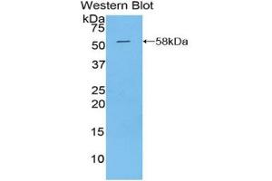 Western blot analysis of the recombinant protein. (Kallikrein 6 anticorps  (AA 26-261))