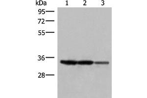 Western blot analysis of 293T and HepG2 cell lysates using HADH Polyclonal Antibody at dilution of 1:250 (HADH anticorps)