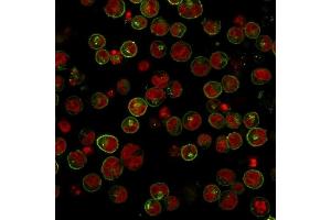 Immunofluorescence Analysis of Raji cells labeling HLA-DR with HLA-DR Monoclonal Antibody (SPM289) conjugated with APC (Green) The nuclear counterstain is Reddot (Red) (HLA-DR anticorps)