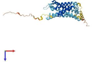 AlphaFold protein structure predicition of Human Recombinant CXCR1 Protein, UniprotID P25024