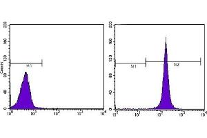 Flow cytometric analysis of Hela cells using CD44 mouse mAb (right) and negative control (left).