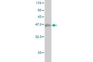 Western Blot detection against Immunogen (37.