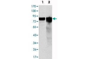 Western blot analysis using GYS1 monoclonal antibody, clone 3A7  against HeLa (1) and HEK293 (2) cell lysate. (Glycogen Synthase 1 anticorps)