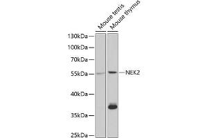 Western blot analysis of extracts of various cell lines, using NEK2 antibody (ABIN6132408, ABIN6144517, ABIN6144519 and ABIN6220992) at 1:1000 dilution. (NEK2 anticorps  (AA 1-135))