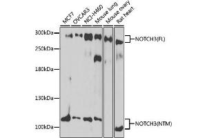 Western blot analysis of extracts of various cell lines, using NOTCH3 antibody (ABIN6134401, ABIN6144738, ABIN6144739 and ABIN6217553) at 1:1000 dilution. (NOTCH3 anticorps  (C-Term))