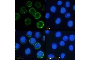 Immunofluorescence staining of fixed U937 cells with anti-IL-6 receptorantibody rhPM-1 (Tocilizumab). (Recombinant IL-6R (Tocilizumab Biosimilar) anticorps)