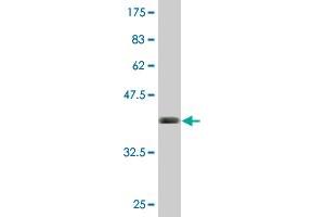 Western Blot detection against Immunogen (41.