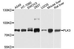 Western blot analysis of extracts of various cell lines, using PLK3 antibody. (PLK3 anticorps  (AA 487-646))