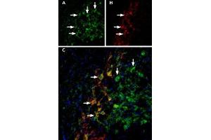 Tertiapin Q peptide (Atto 488)