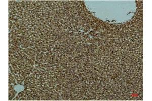 Immunohistochemistry (IHC) analysis of paraffin-embedded Rat Liver Tissue using PI3 Kinase P85 alpha Mouse Monoclonal Antibody diluted at 1:200. (PIK3R1 anticorps)