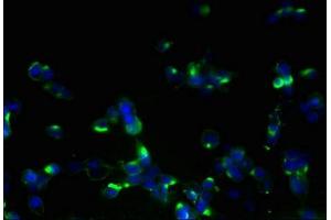 Immunofluorescent analysis of 293T cells using ABIN7162276 at dilution of 1:100 and Alexa Fluor 488-congugated AffiniPure Goat Anti-Rabbit IgG(H+L)