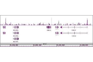 Sox2 antibody (pAb) tested by ChIP-Seq.