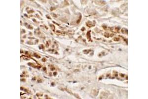 Immunohistochemistry of NKX2-2 in human kidney tissue with NKX2-2 antibody at 2.