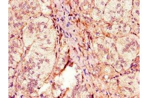 Immunohistochemistry of paraffin-embedded human adrenal gland tissue using ABIN7162949 at dilution of 1:100 (ACOX1 anticorps  (AA 113-273))