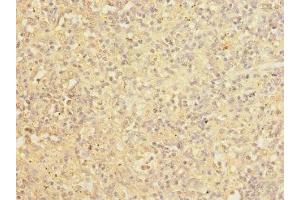 Immunohistochemistry of paraffin-embedded human spleen tissue using ABIN7148013 at dilution of 1:100 (COPB2 anticorps  (AA 657-906))