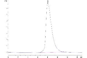 The purity of Biotinylated Human ROR2 is greater than 95 % as determined by SEC-HPLC.