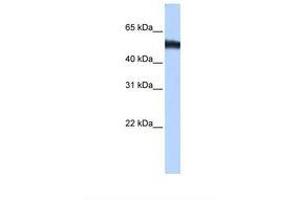 Image no. 1 for anti-Zinc Finger Protein 486 (ZNF486) (C-Term) antibody (ABIN6739338) (ZNF486 anticorps  (C-Term))